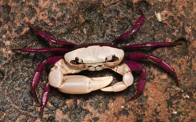 Karwar: A new double-coloured species of crab has been discovered