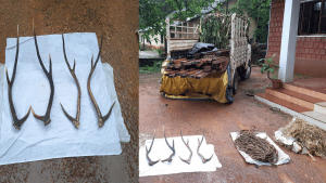 Two arrested for transporting quail horn, wood in vehicle carrying banana stalks