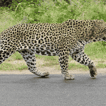 Conservator of Forests assures capture of leopard