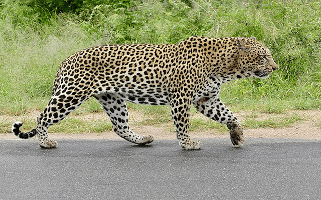 7-year-old boy killed in leopard attack in UP