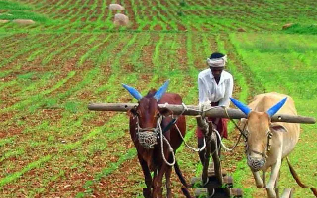 Kharif crop sown area down by 2.5%: Report