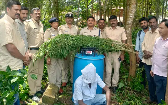 Periyapatna: A case of illegal cultivation of ganja has been detected
