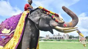 Elephants enter Mysore Palace