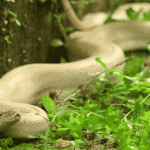 Kumta: Rare white python found