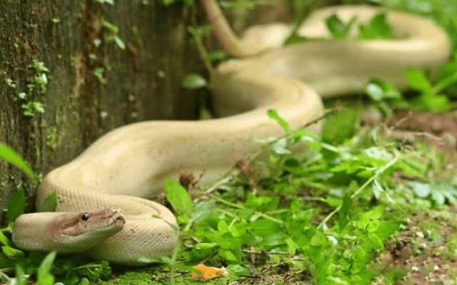 Kumta: Rare white python found