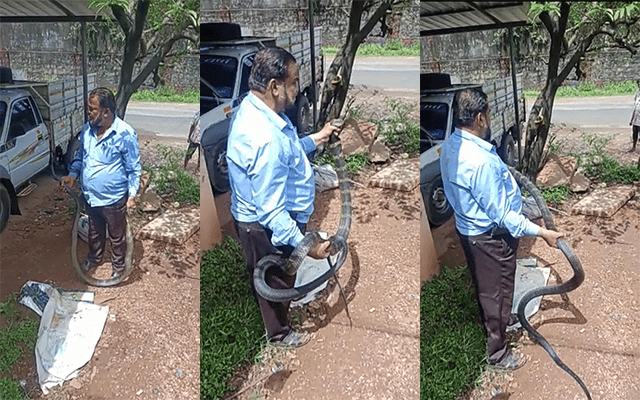 Karwar: An 11-foot-long king cobra was found near Baithakhola
