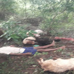 Chamarajanagar: Farmer killed in lightning strike along with sheep