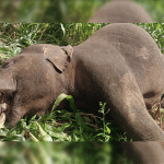 Shimoga: Two male elephants die due to electrocution