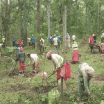 Karwar: Black forest works under NAREGA in social forestry area