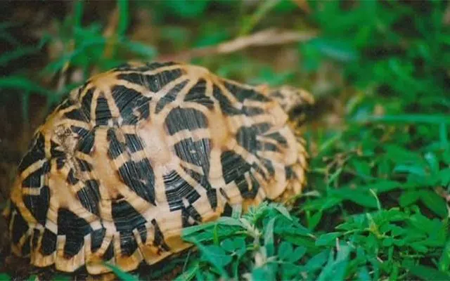 4 arrested with 1,132 star turtles