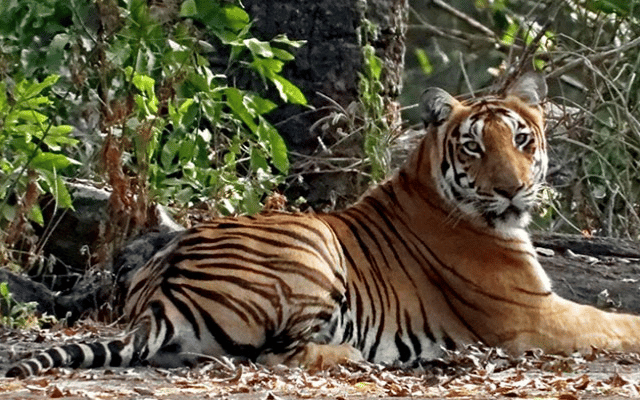 Akhila Kodava Samaja Youth Wing Demands Shooting Of Tiger If Found