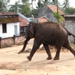 A wild elephant that entered the village has returned to the forest.