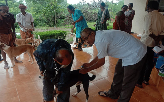 Belthangady: Rabies vaccination programme for pet dogs