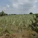 Rain leaves behind huge loss to standing crop in Vijayapura district