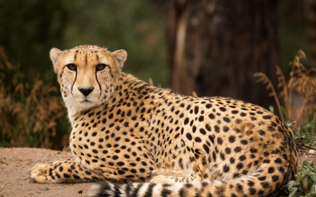 Arakalagud: Leopard released into Bisle forest, locals angry