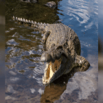 Crocodile found near Nalatwada