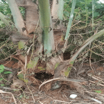 K.R. Pet: Wild boars destroy coconut plants