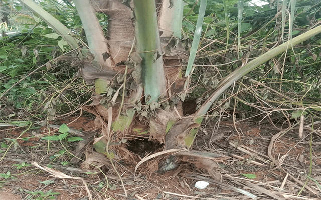 K.R. Pet: Wild boars destroy coconut plants