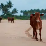 Kodagu: Hindu Jagarana Vedike protests against killing of two cows in Garagandur