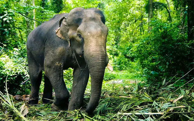 Puttur: Wild elephant attacks Gundya government nursery