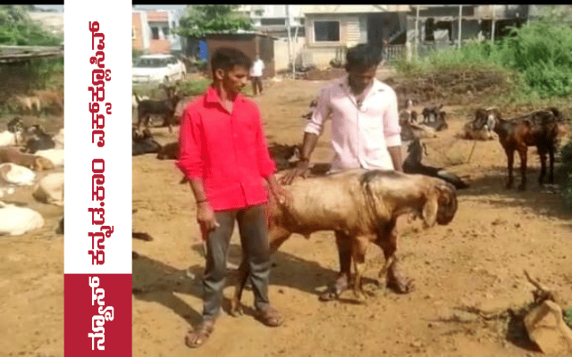 Bagalkot: A rare case of goat giving milk