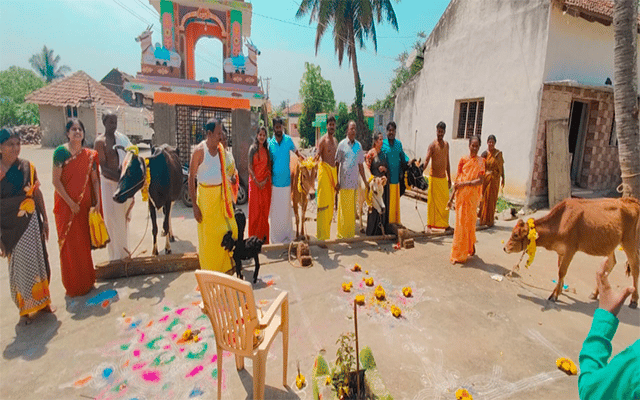 Hunsur: Farmers offer special pujas to cows