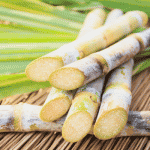 Farmers protest demand hike in SAP rates for sugarcane