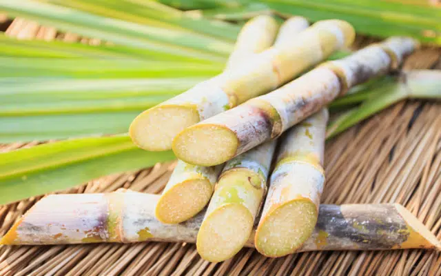Sugarcane growers to get another bumper offer from the state government for the new year