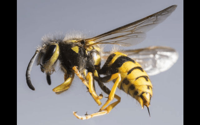 Woman killed in bee attack at Kemmannu