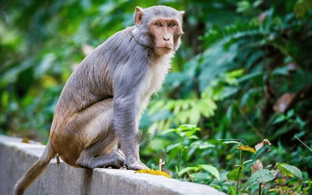 Monkeys attack, public, students seriously injured
