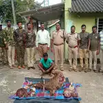 Illegal deer poaching, poacher arrested