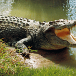 Mysuru: Crocodile that had created panic finally caught