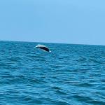 Karwar: The flying of dolphins in the Devabhaga Sea
