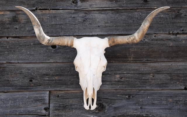 Skulls of cattle found in Panchagangavali river