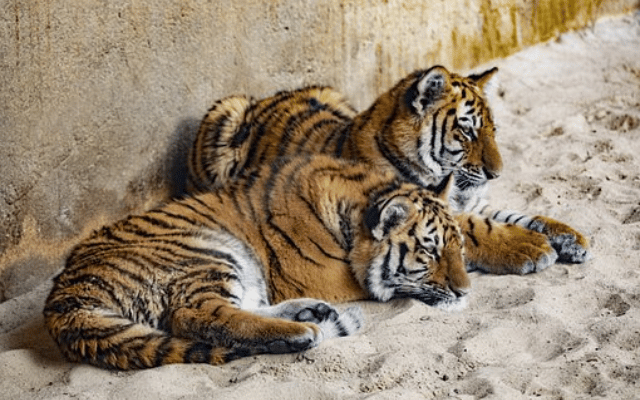 Three cubs of a tiger that died in Nagarahole are safe