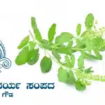 Tulsi face pack for facial beauty