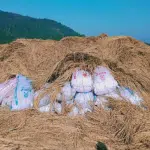 Elephant destroys bags of paddy, farmer shocked