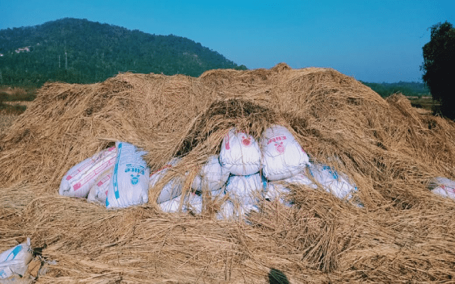 Elephant destroys bags of paddy, farmer shocked