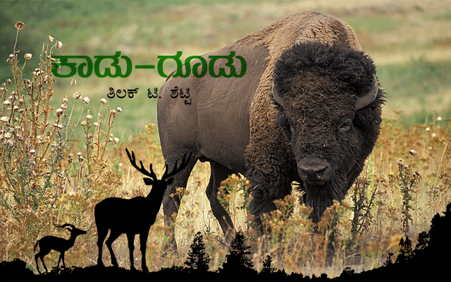 Bison, the largest surviving terrestrial animals