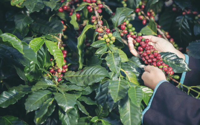 State govt agrees to frame rules for coffee plantation encroachment revenue land lease