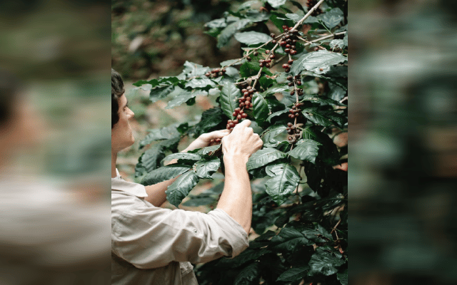 Carbon credit facility scheme for coffee growers