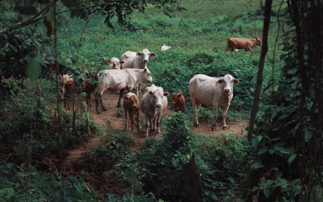 Forest Department issues notice to cattle rearing