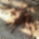 Chikkamagaluru: Calf with strange body dies within 2 hours of birth