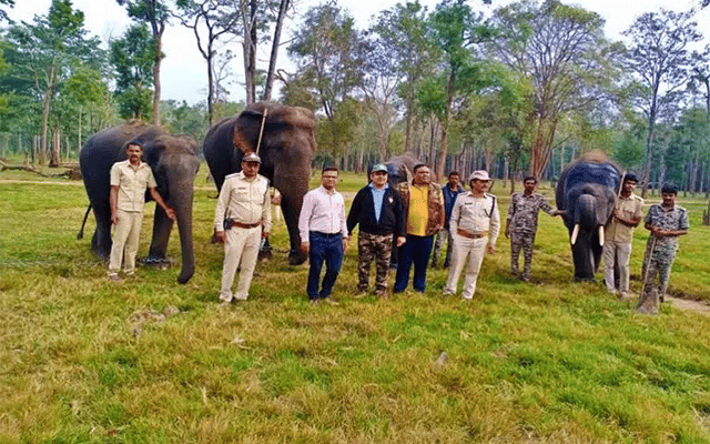 Four elephants sent to Madhya Pradesh