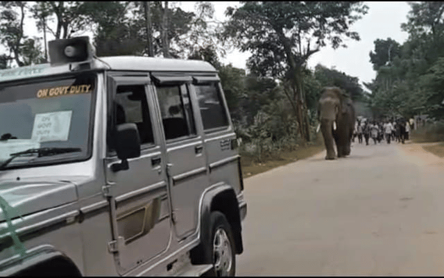 A video of an elephant writhing in pain has gone viral on social media.