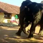 Video of kateel temple elephant's football game goes viral