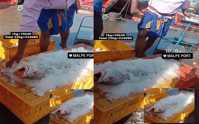 Malpe: Huge "goli fish" caught by deep sea fishermen