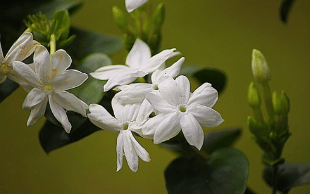 Supply of flowers dwindles, jasmine prices in Tamil Nadu touch Rs 3,000 per kg