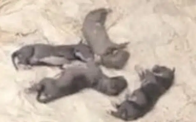 UP woman throws nine puppies into pond