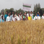 K.R. Nagar: Mandya Jyothi paddy yields high yield